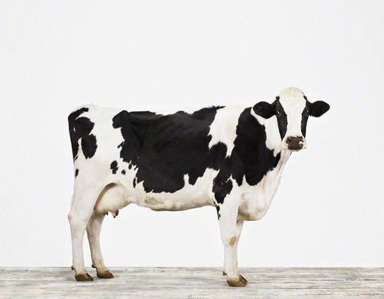 Sonlight Holsteins