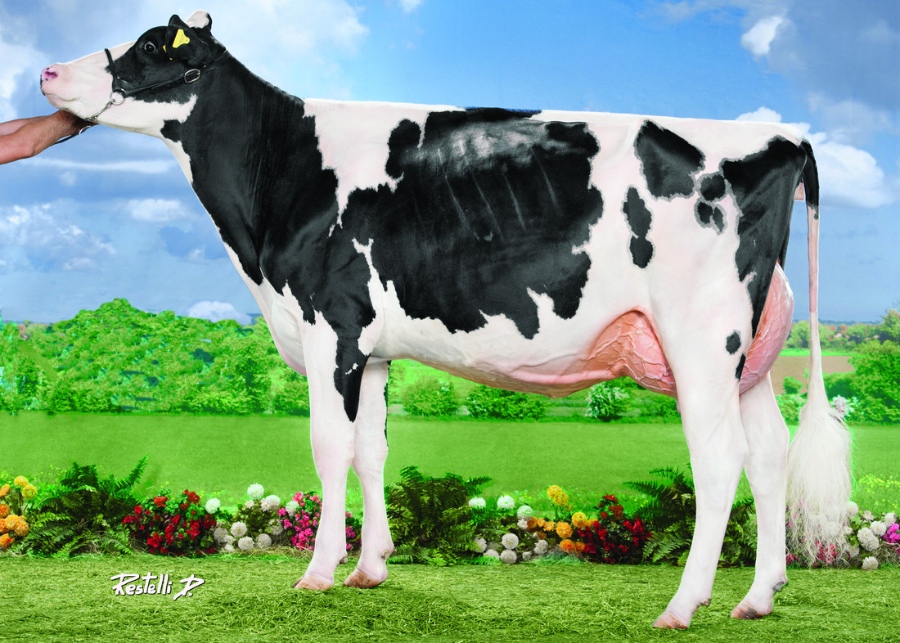 Birkstead Holstein